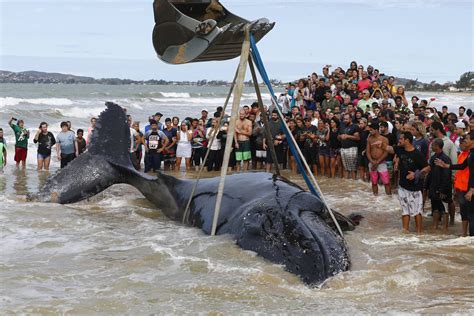 baleia encalhada